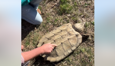 Huge endangered snapping turtle rescused from pond