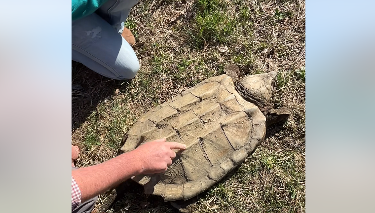 Huge endangered snapping turtle rescused from pond