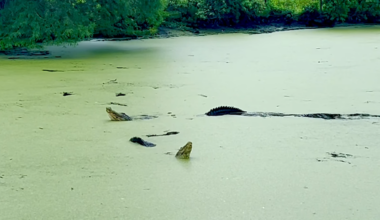 Alligators stun Port Royal visitors when they start growling