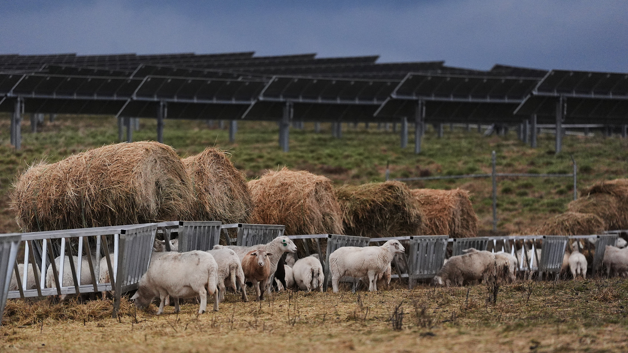 A group of sheep stand in a field in front of an array of solar panels.