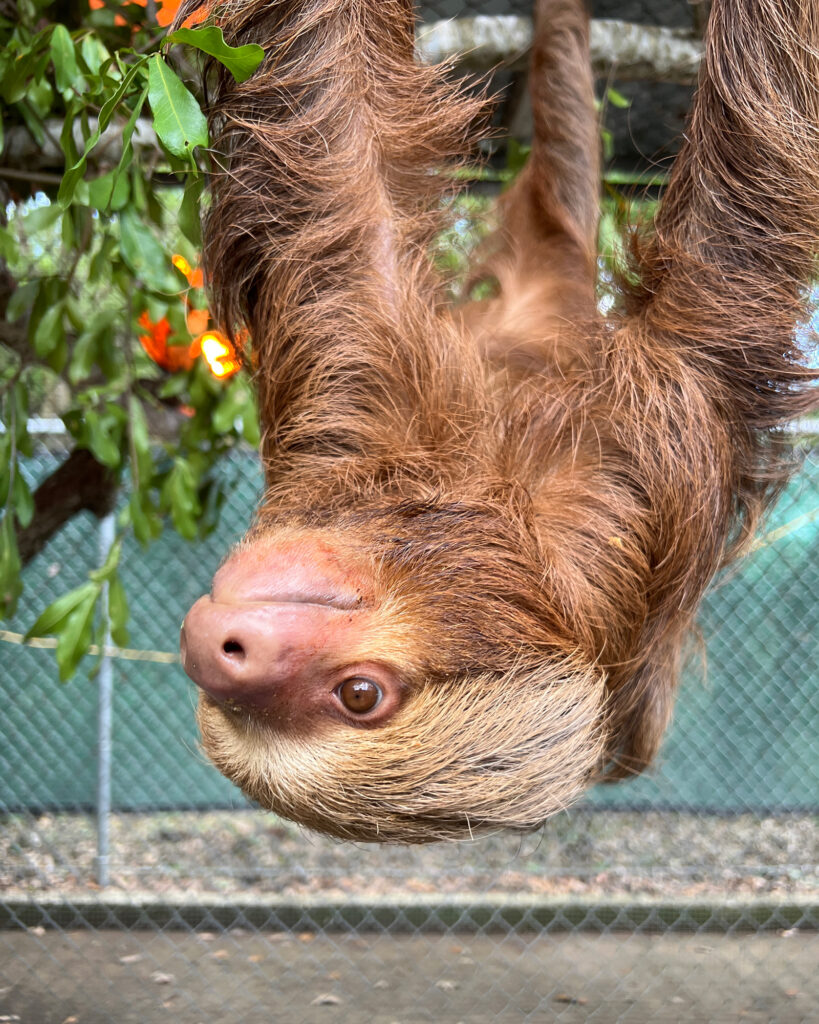 A sloth hangs in an enclosure at Central Florida Zoo. Credit: Central Florida Zoo & Botanical Gardens