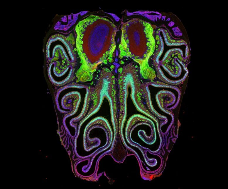 Smell Map Cross Section of Mouse Nose