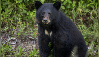 ‘Please use caution’: Police warn of bear sighting in Cookeville