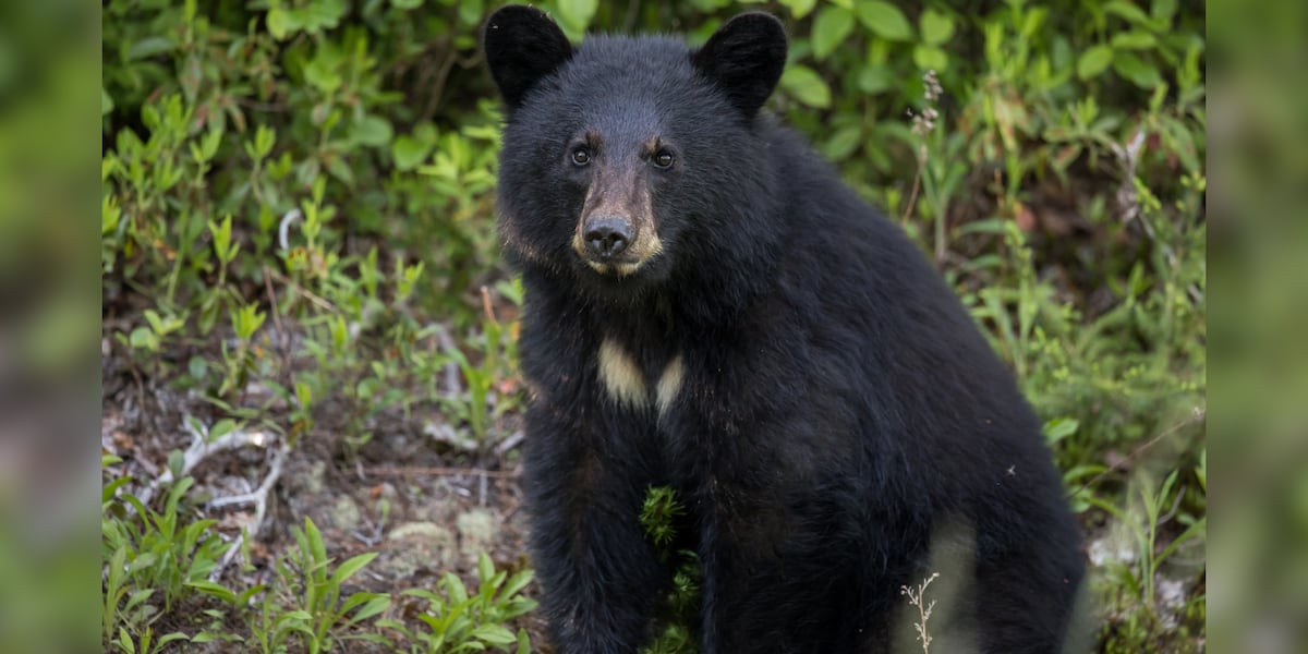 ‘Please use caution’: Police warn of bear sighting in Cookeville