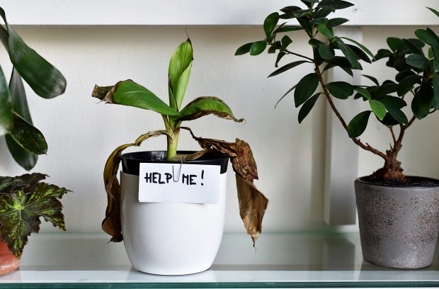 Relying too heavily on apps can short-circuit the development of a hobbyist's botanical knowledge and observation skills. (Getty Images)