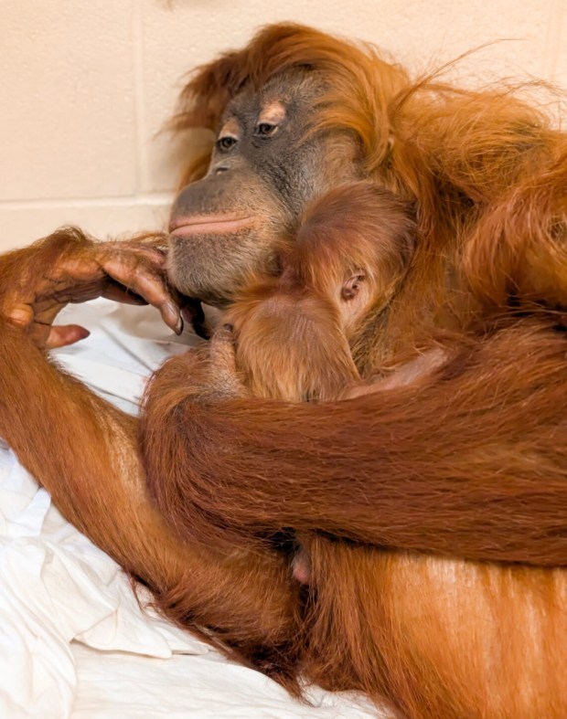 Hesty, left, a 15-year-old critically endangered Sumatran orangutan, holds her new baby boy Sunday at the Denver Zoo Conservation Alliance. The mother and the yet-to-be-named baby are doing well.(Photo courtesy of the Denver Zoo Conservation Alliance)