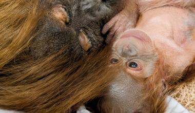 Denver Zoo welcomes healthy baby orangutan