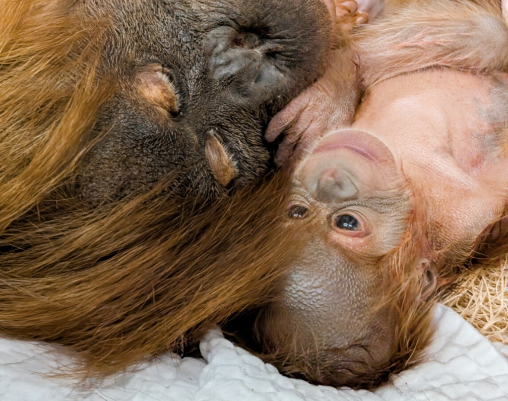 Denver Zoo welcomes healthy baby orangutan