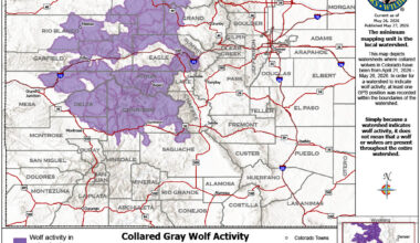 Colorado's wolves remained in northwestern part of state in past month