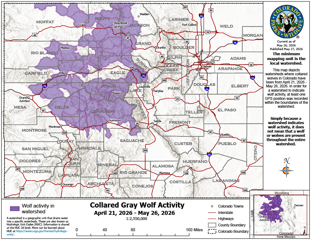 Colorado's wolves remained in northwestern part of state in past month