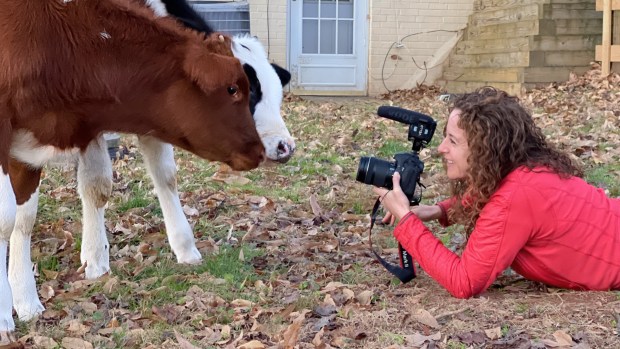 A cow is ready for its closeup. Joanna Zelman filming "Cow Trip." (Cow Trip/Joanna Zelman LLC)