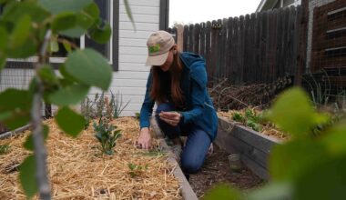 Gardeners beware of contaminated soil risks