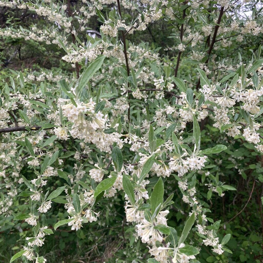 Opinion: Invasive species threaten area's native plants, animals