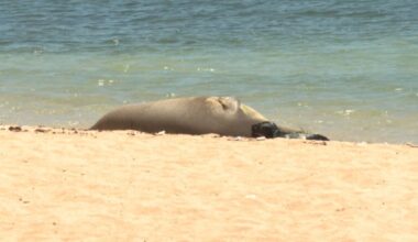 With a nursing monk seal pup in Waikiki, the message from officials: stay back