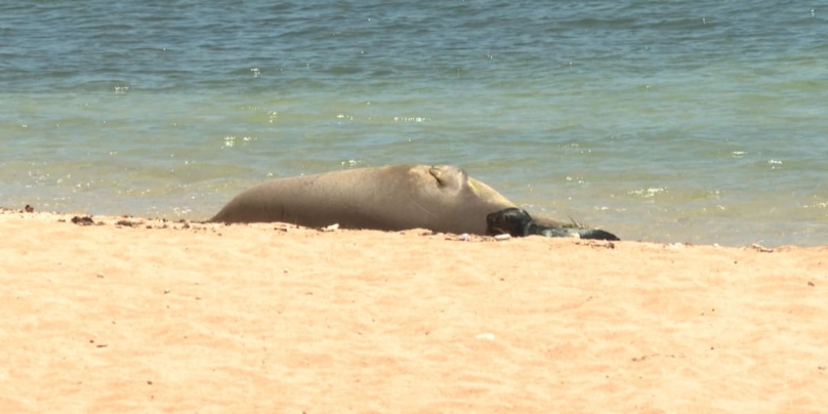 With a nursing monk seal pup in Waikiki, the message from officials: stay back