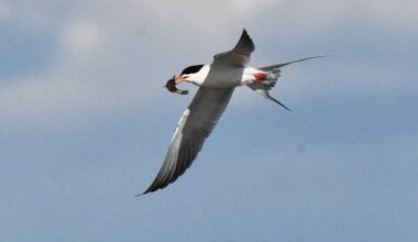 A Forster's tern flies away after capturing a small fish for dinner at Market Lake in Jefferson County, May 2026.
