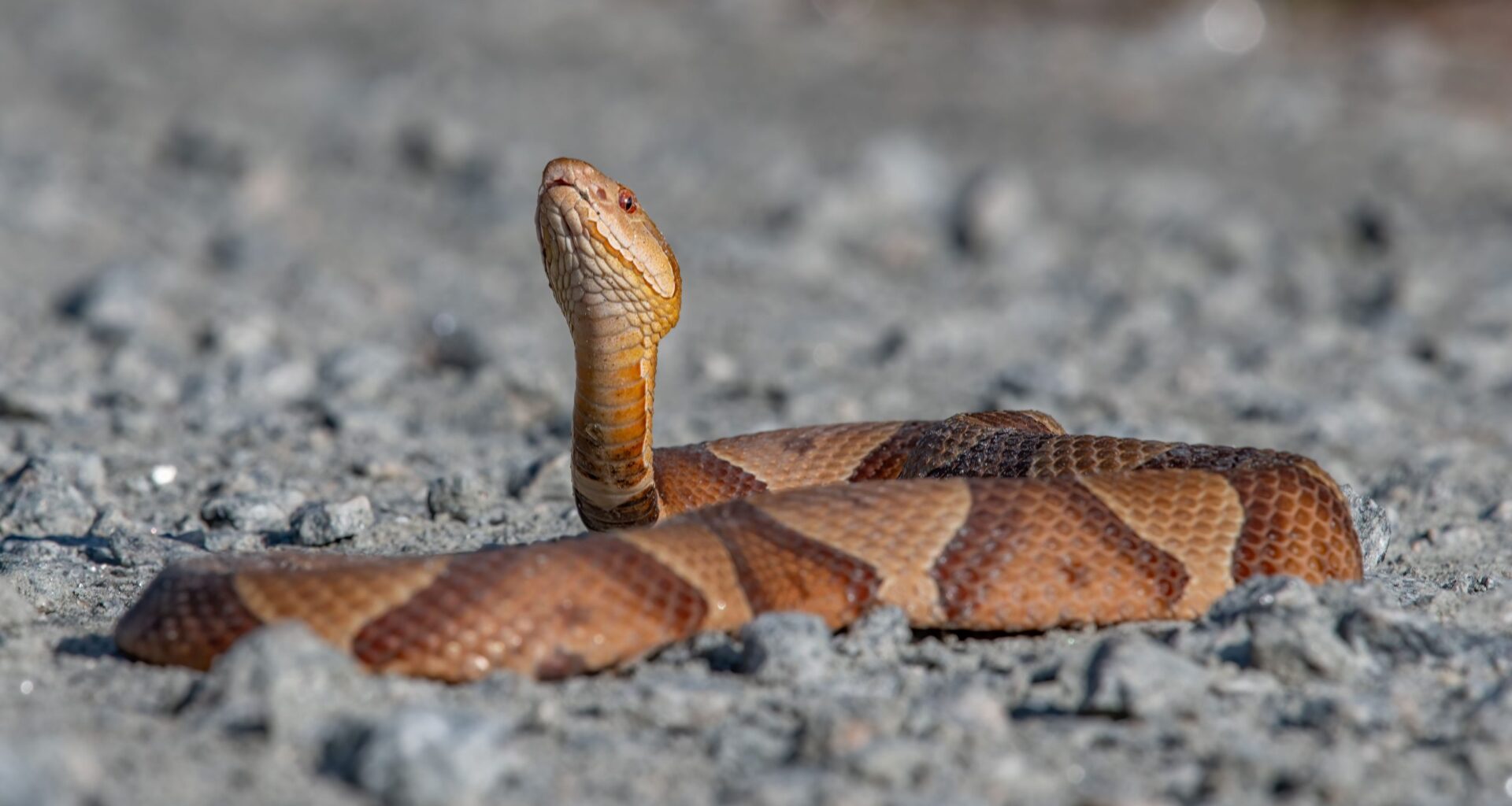 The Snakes Are Back In Town: Here's What You Need To Know About Maryland's Copperheads And More