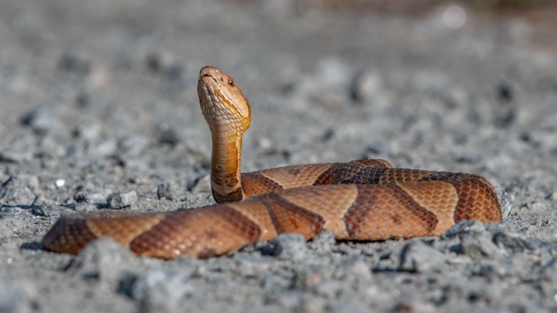 copperhead snake