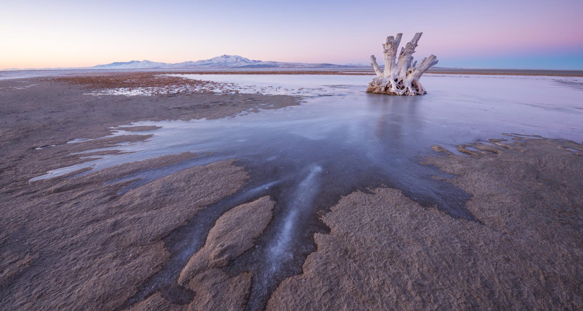 Tree Stump Ice Antelope Island Great Salt Lake