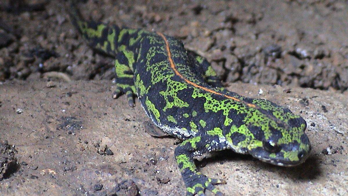 Washington officials confiscate newts carrying deadly pathogen