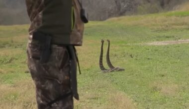 Bowhunter Pulls Off the Impossible: Pins Two Rattlesnakes With a Single Arrow
