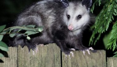Florida finds an unexpected ally in the fight against pythons: opossums - Tampa Bay Times
