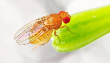 Extreme gravity leaves lasting marks on movement and energy use