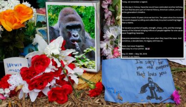 White House commemorates 'true patriot' Harambe on what would have been gorilla's 27th birthday in bizarre post: 'Rest easy'