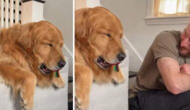 Sleepy’ Golden Retriever Doesn’t Want To Let Go of His Toy