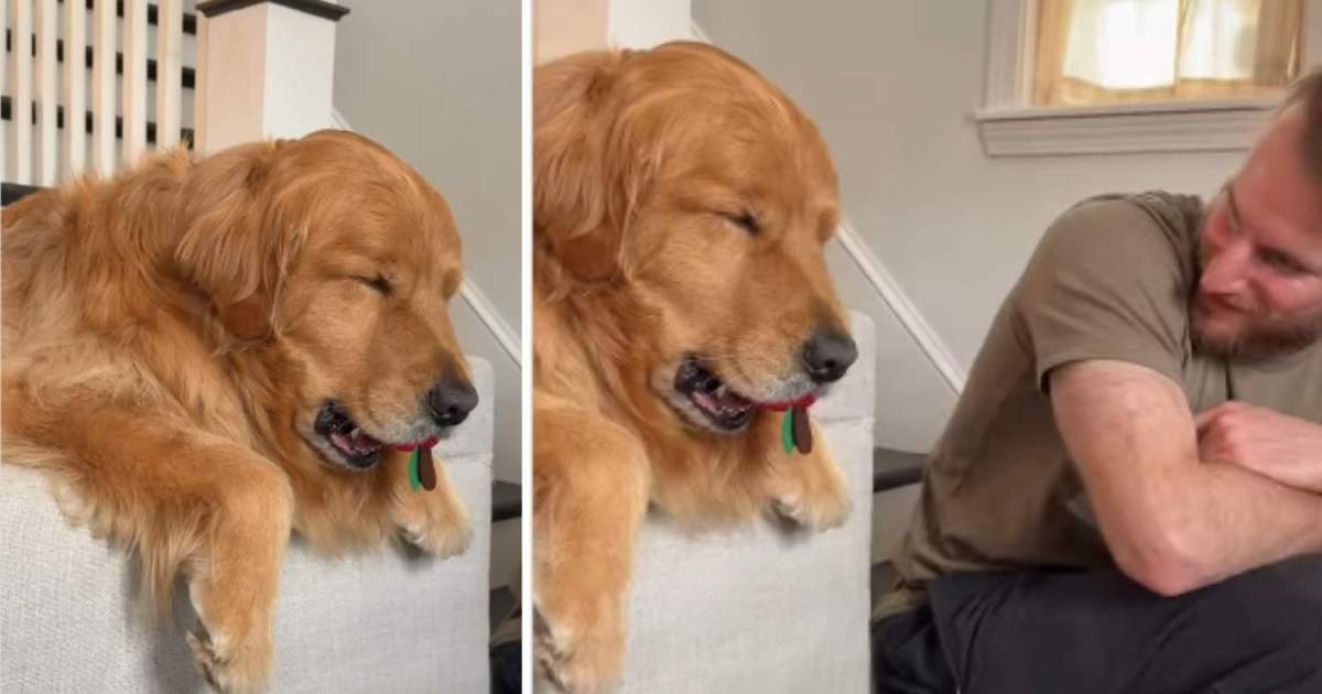 Sleepy’ Golden Retriever Doesn’t Want To Let Go of His Toy