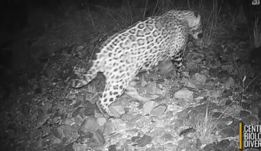 New video captures jaguar prowling in southern Arizona desert