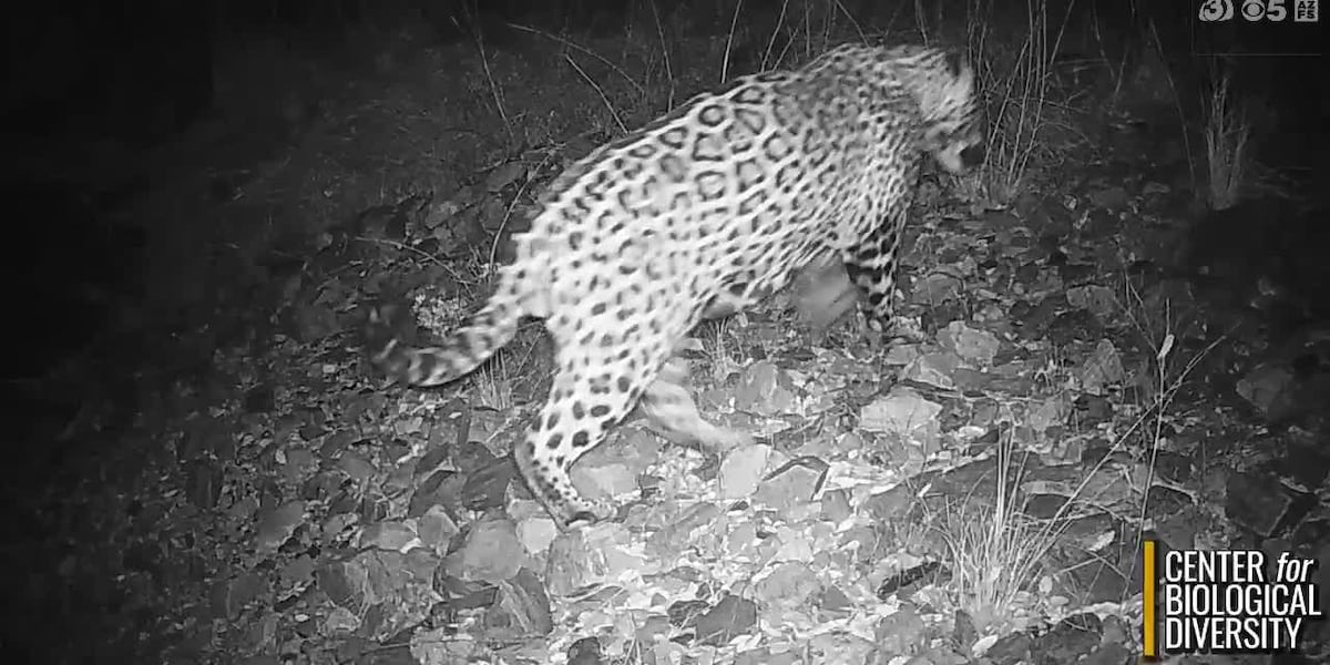 New video captures jaguar prowling in southern Arizona desert