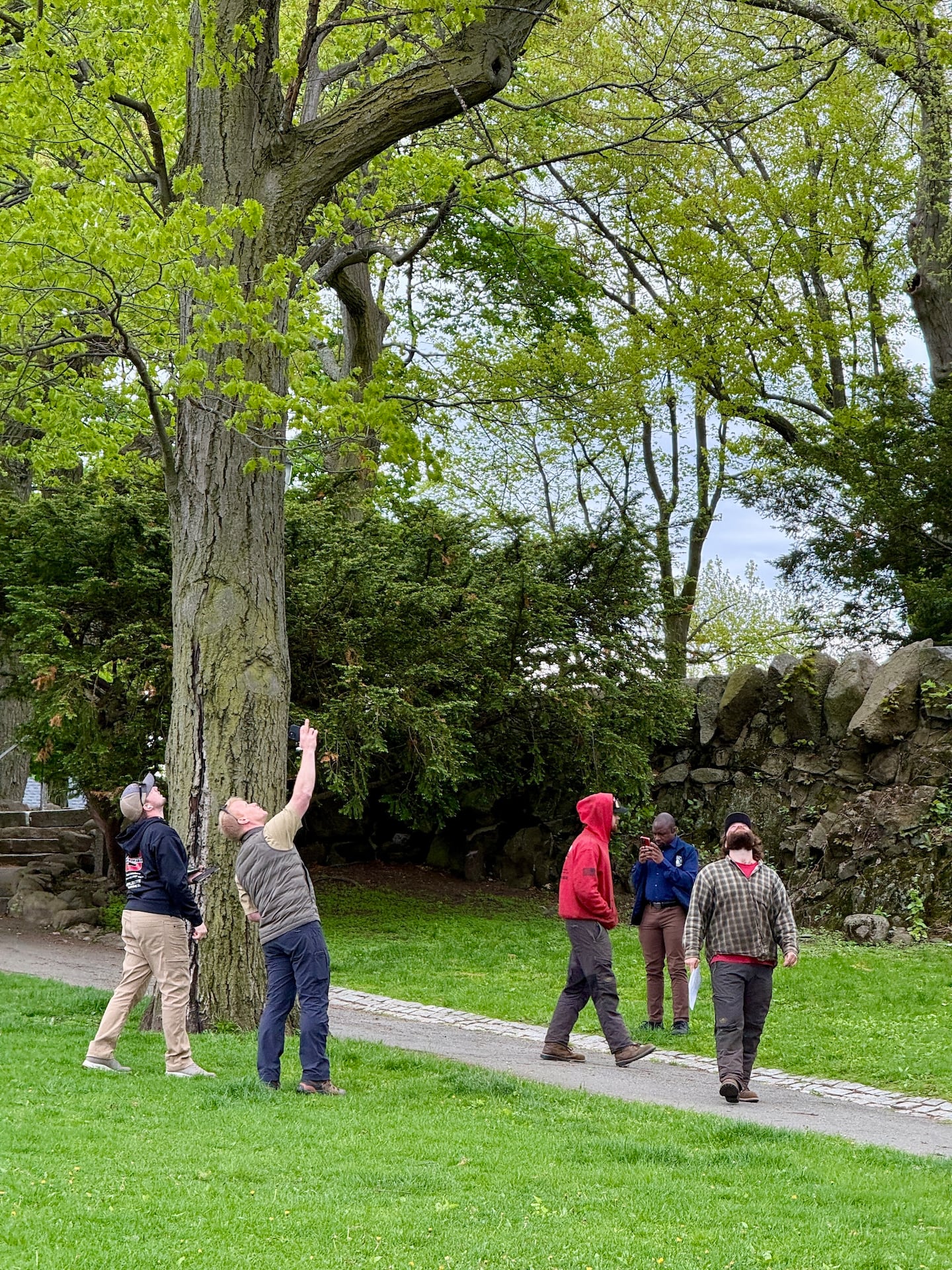 David Jackson (pointing) looked up at a tree in Somerville.