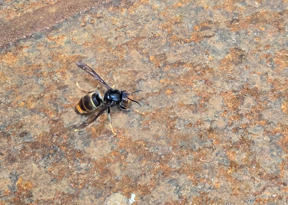 Yellow-legged hornet found at Port of Vancouver in Washington