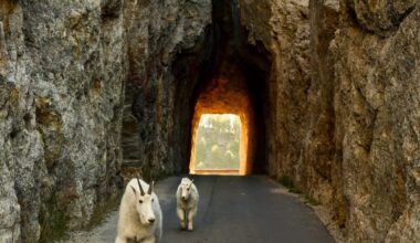Southern Black Hills mountain goats declining; officials weigh habitat fixes