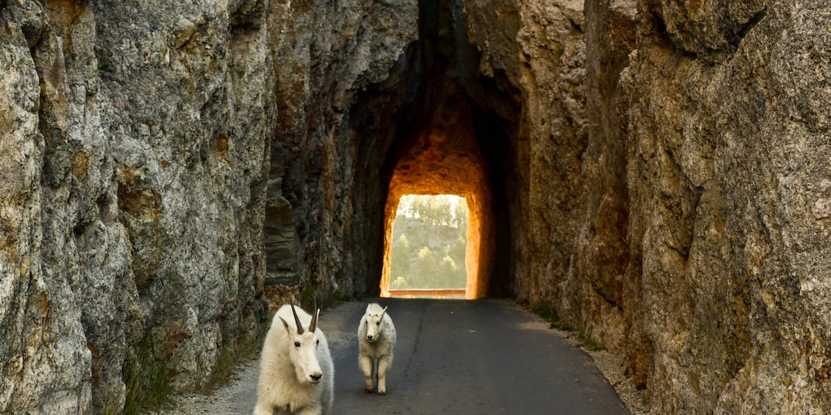 Southern Black Hills mountain goats declining; officials weigh habitat fixes