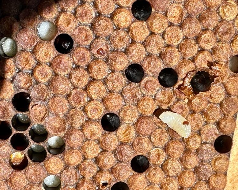 Varroa Mite on Honeybee Larva