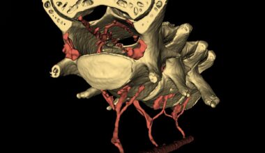Vein Network Mechanism