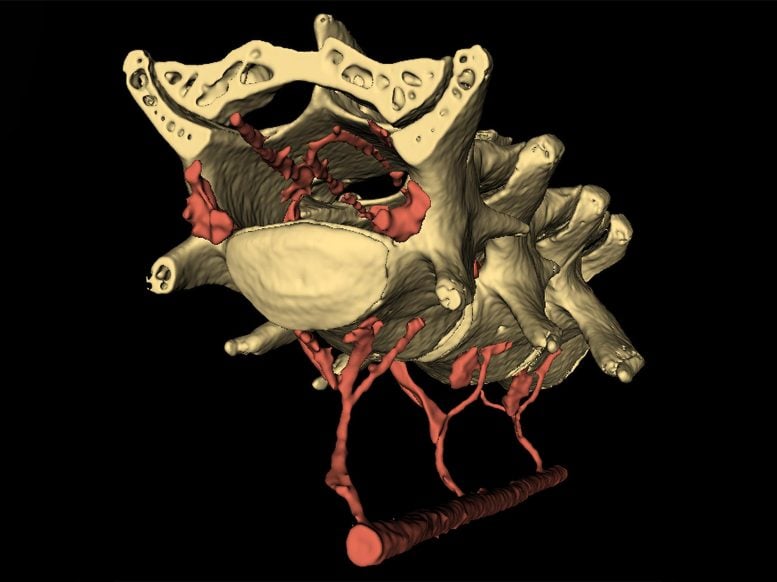 Vein Network Mechanism