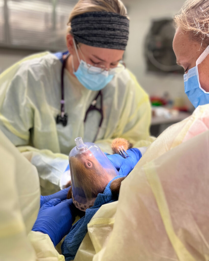 The medical team at Central Florida Zoo treats a sloth received from Sloth World. Credit: Central Florida Zoo & Botanical Gardens