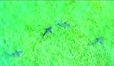 Dusky shark in Mass. New predator feeding on seals off Nantucket – NBC Boston