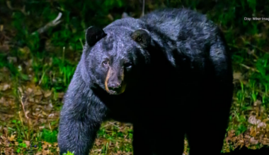 Family from Windsor photographs massive black bear