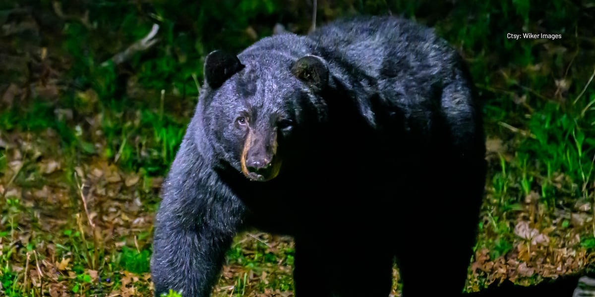Family from Windsor photographs massive black bear