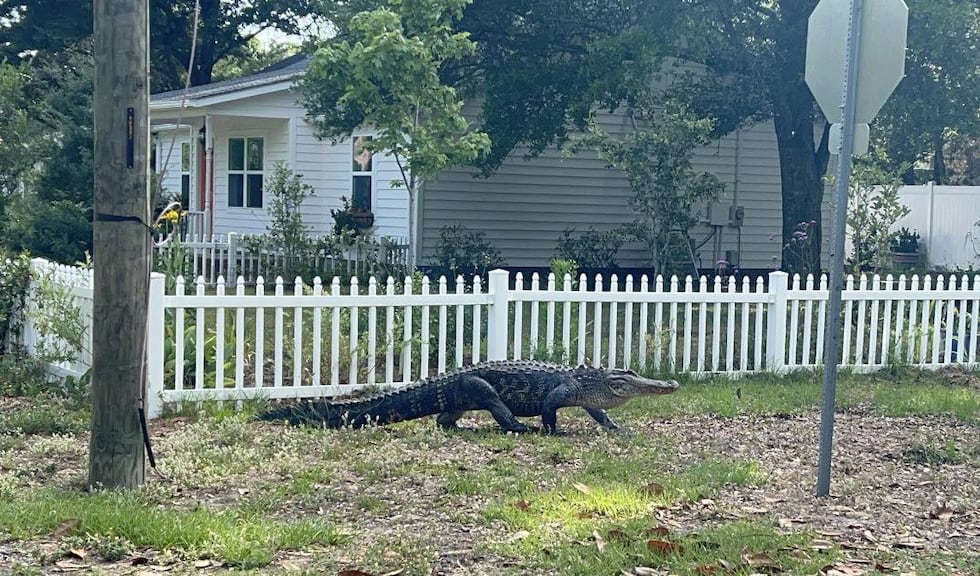 Alligator roaming a neighborhood in Southport
