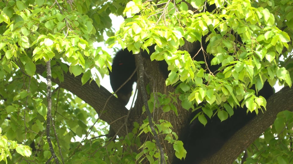 Two bears spotted in a Wausau neighborhood