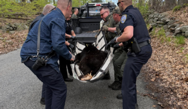 Officials in Shrewsbury tranquilized a young bear seen in town and took it to a rural area Sunday.