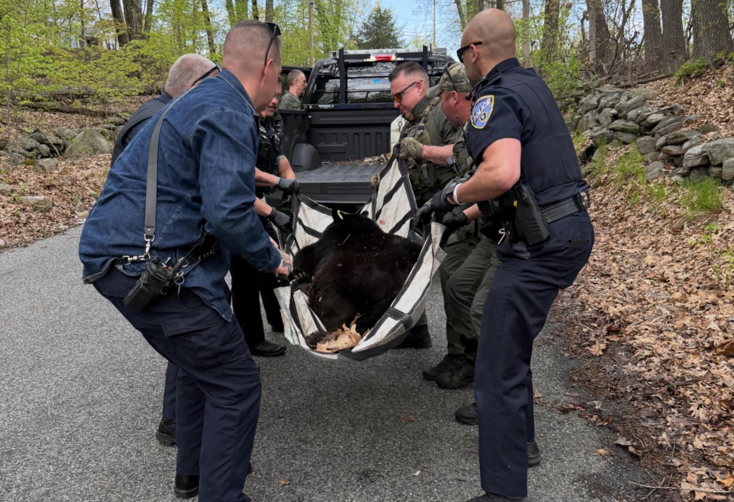 Officials in Shrewsbury tranquilized a young bear seen in town and took it to a rural area Sunday.