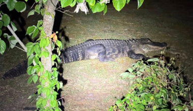 Photos: Massive alligator spotted roaming residential yards near North Carolina coast