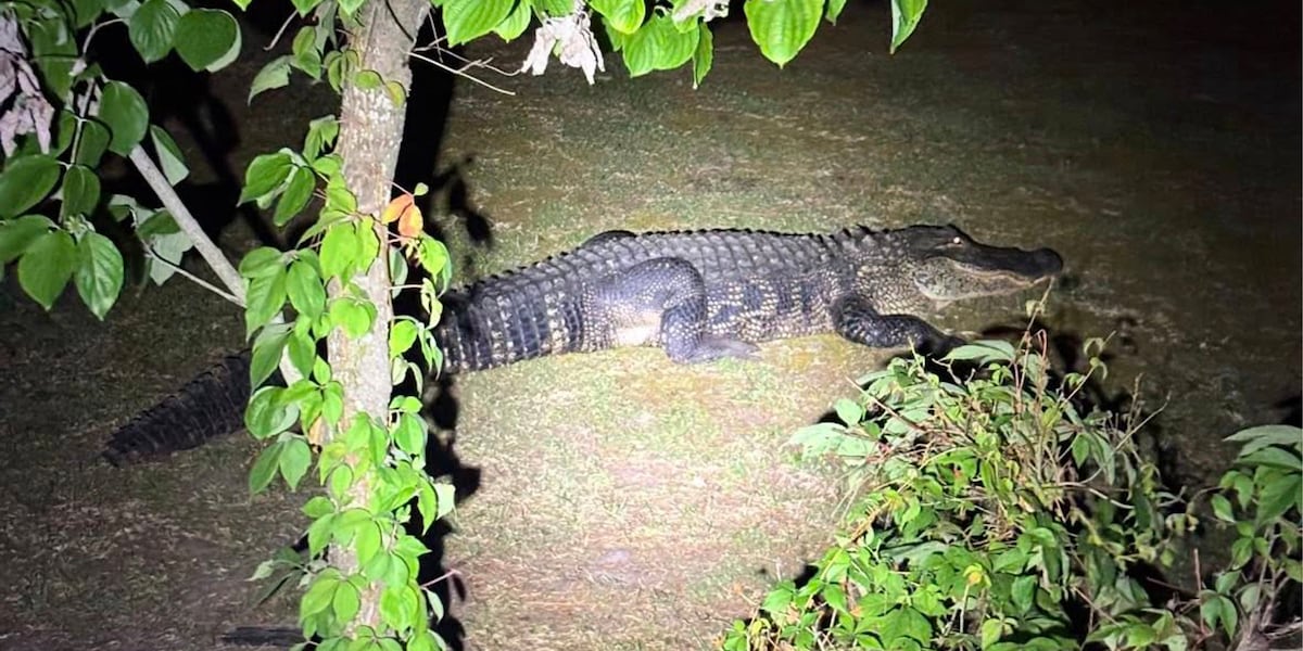 Photos: Massive alligator spotted roaming residential yards near North Carolina coast