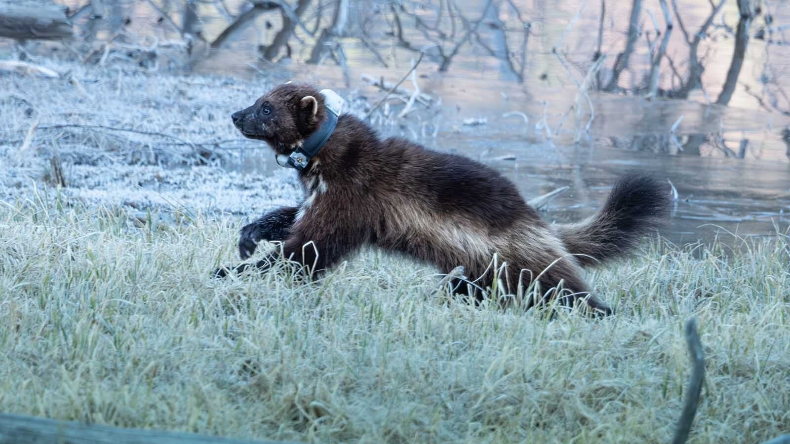 This wolverine was spotted last weekend near the Lower Green River Lakeside Trail in the Wind River Mountains.